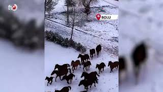 Bolu’da Şehir Merkezine İnen Yılkı Atlarını Belediye Ekipleri Besledi