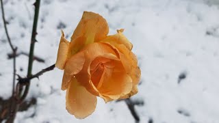АНАПА 16.01.19 МОРЕ ПЛЯЖ ШТОРМ ЦЕНТРАЛЬНЫЙ ПЛЯЖ ТАКАЯ РАЗНАЯ АНАПА