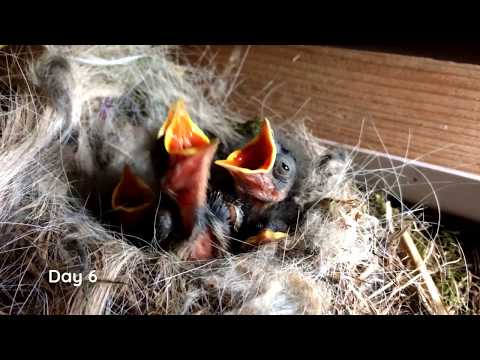 Pied Wagtails - from eggs to fledglings