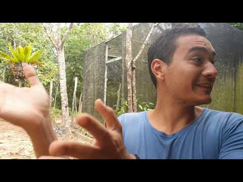 Borneo diary episode 3 | Sun bears | Tree planting | Sungai Wain trekking