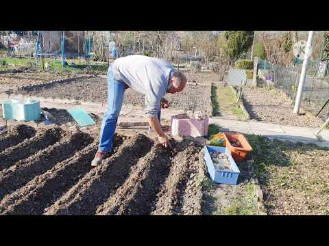 , title : 'طريقة زراعة البطاطس بوسائل سهلة و بسيطة'