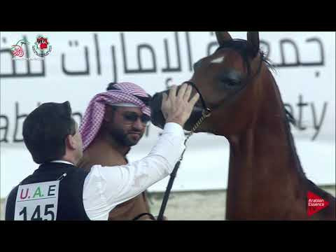 N 145 ARSENIA OS   UAE Nationals 2019