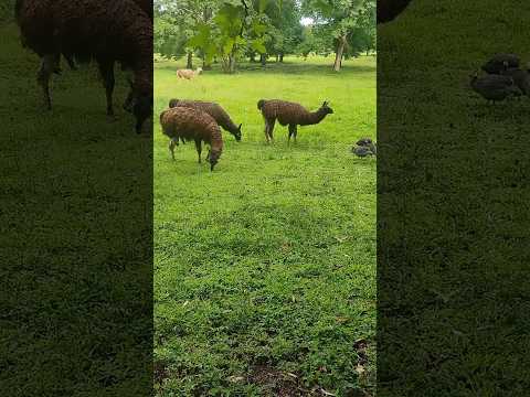 Lhamas em Fernandes Pinheiro/Paraná #anila #paraná #animals #puppy