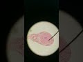 Male reproductive histology