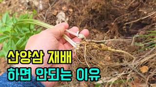 산양삼 재배 하면 안되는 이유