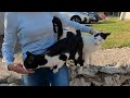 Naughty Tuxedo Cat Likes To Bite Me