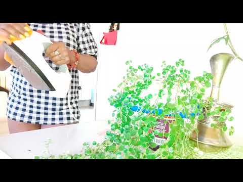 Ferro de passar roupas.