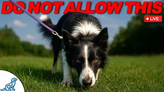 7 Dog Training "Shortcuts" That UNDO Your Training!