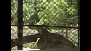 preview picture of video 'Vizag Zoo part1'