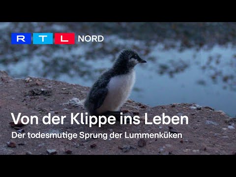 Einzigartiges Naturspektakel: Der Lummensprung auf Helgoland