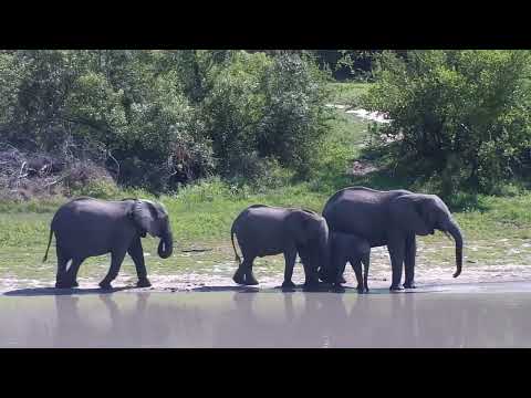 Djuma: Elephants - 08:44 - 11/12/2023