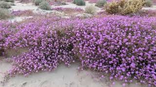 Desert Sand-Verbena in June Wash
