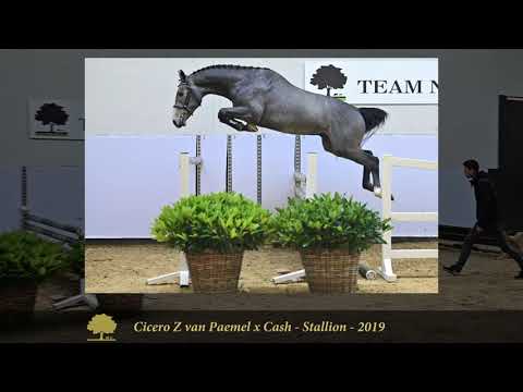 7. Ocasper H. (Cicero Z van Paemel x Cash)