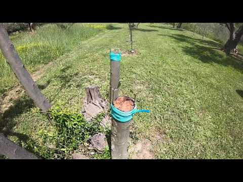 Kožino  maslinik 23/05/2021