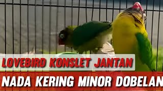 Download lagu Lovebird Konslet Jantan Nada Kering Minor Dobelan mp3 Download lagu Lovebird Konslet Jantan Nada Kering Minor Dobelan mp3
