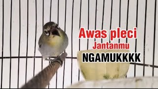 Download lagu Pleci betina birahi memanggil pleci jantan, sekali pancing pleci jantan langsung ngamuk dan Gacor mp3 Download lagu Pleci betina birahi memanggil pleci jantan, sekali pancing pleci jantan langsung ngamuk dan Gacor mp3
