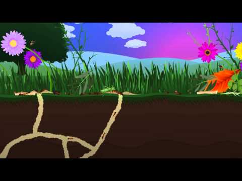 Ant Farm Video
