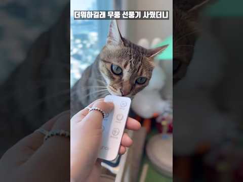 더위에 항복한 고양이에게 무풍 선풍기를 선물했다