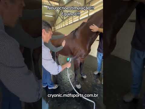 Aplicação Veterinária (Equinos) video 2