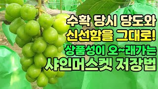 샤인머스켓 수확 및 고품질 저장 비결! 유황패드로 오~랫동안 신선하게!