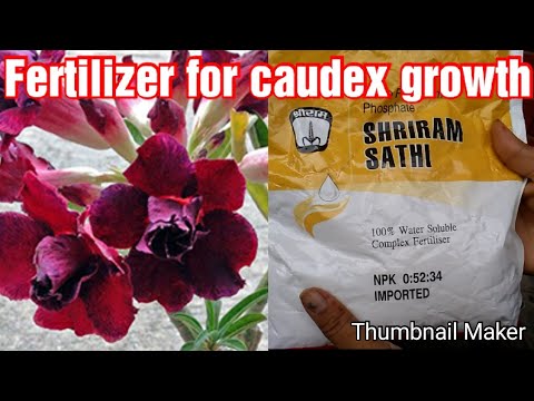 Fertilizer for Adenium caudex to grow fast /Caudex booster fertilizer for Adenium Plants