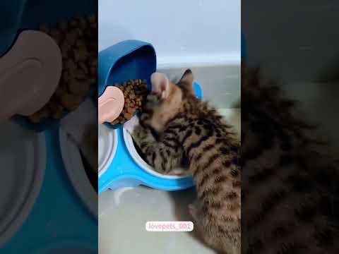 Kittens Exploring the World for the First Time 🌍😻 | #CuteCats #FunnyCats #PetVideos