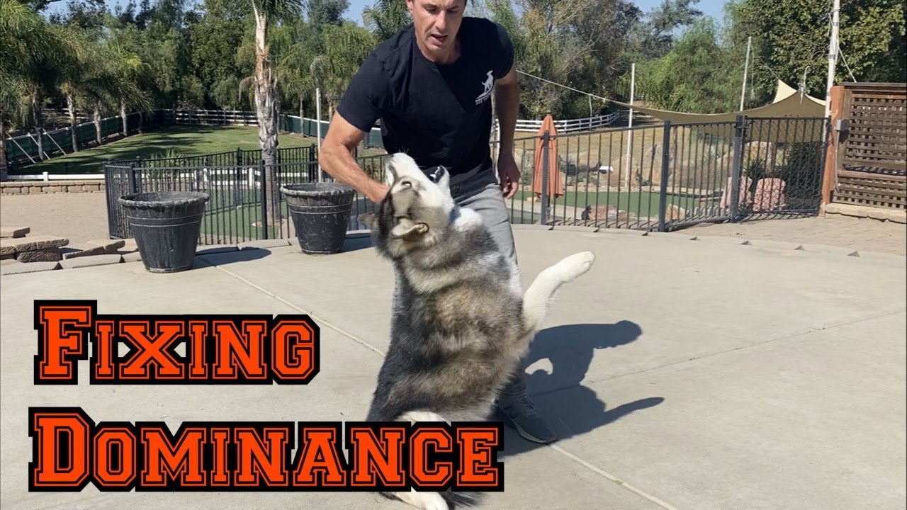 YouTube video preview