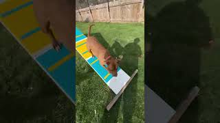 Video preview image #1 Labrador Retriever-Unknown Mix Puppy For Sale in Doylestown, PA, USA