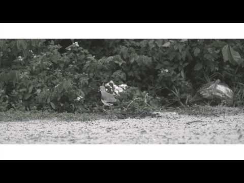 Areias Claras video