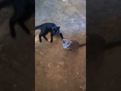 #ceará #aracoiaba #10mil #viral #shaquira #irmã #gatos #gatas #bricadeira #maciço #milhões #shorts