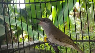 Download lagu Pancingan Kecial Kombo Macet Bunyi - Cucak Kombo Stres Cepat Gacor #kecialkombo68 mp3