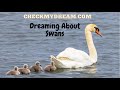 Is Dreaming About Swans a Favorable Sign?