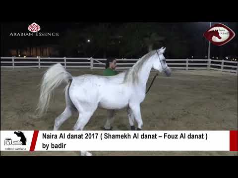 Naira Al danat 2017 ( Shamekh Al danat – Fouz Al danat ) by badir