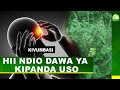 HII NDIO DAWA YA KIPANDA USO