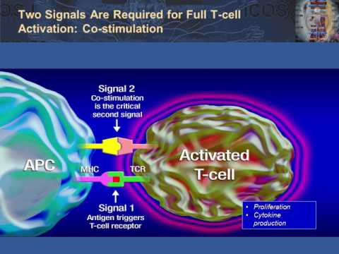 Antigenpräsentation, T-Zell-Aktivierung und -Deaktivierung