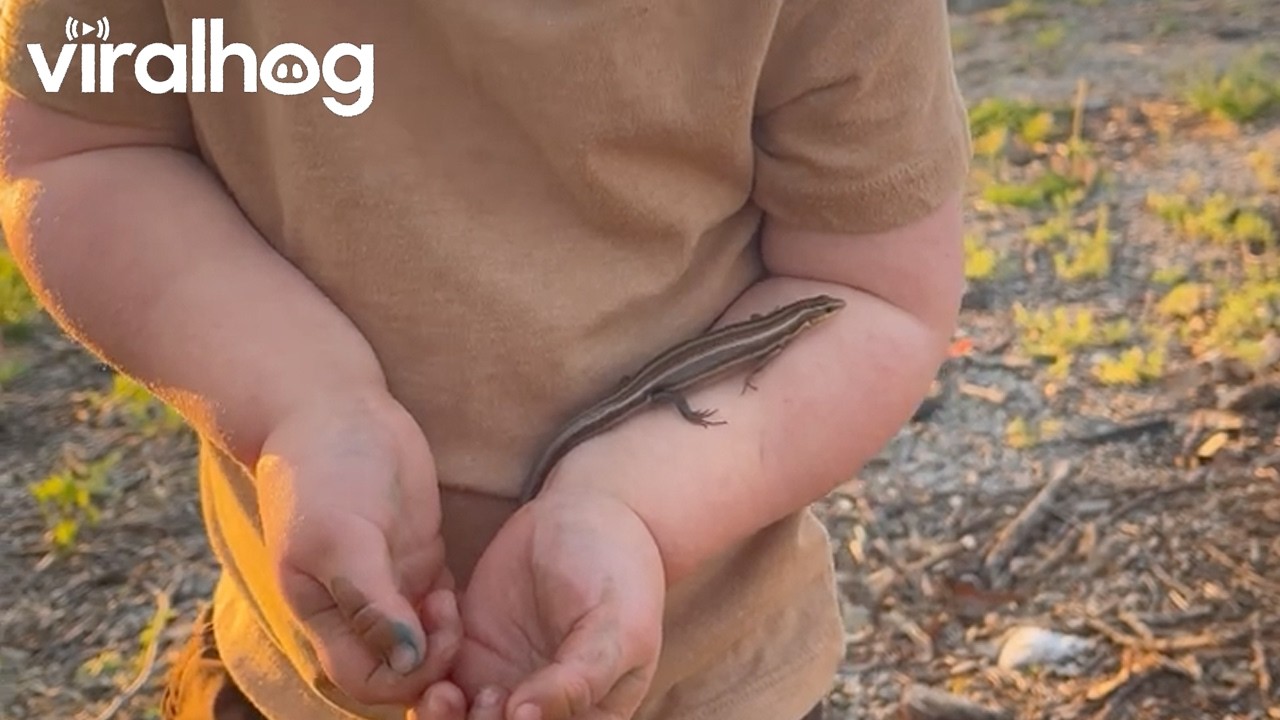Toddler Holding a Lizard || ViralHog