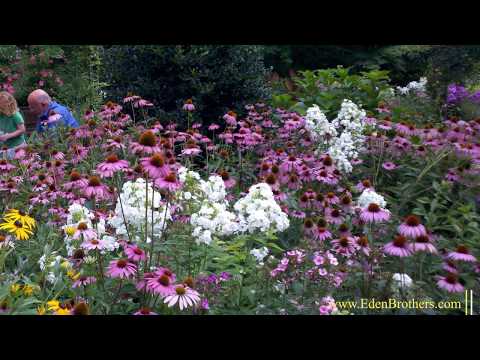 How to Grow Echinacea - Purple Coneflower