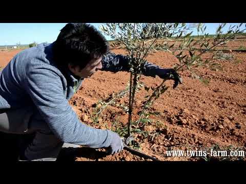 Olive Tree. Tree formation pruning