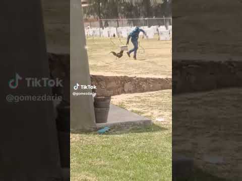 yo cuando atiendo a gallos bravos y se sale uno jaja 👹🤣