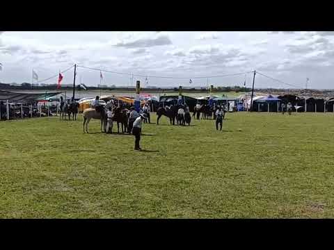 Jineteadas del 13/02/2026 - 22° Festival del Rotary - Represa de India Muerta - Lascano