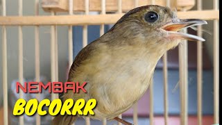 Download lagu Flamboyan Gacor Ngebren Rapat, Nyerecet Cocok untuk Pancingan agar cepat Nyaut mp3