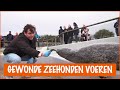 Hoeveel verschillende zeehonden zijn er? | DierenpraatTV