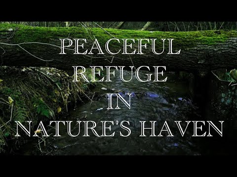Peaceful Refuge In Nature's Haven - Away From The Hustle & Bustle 远离喧嚣的宁静避难所