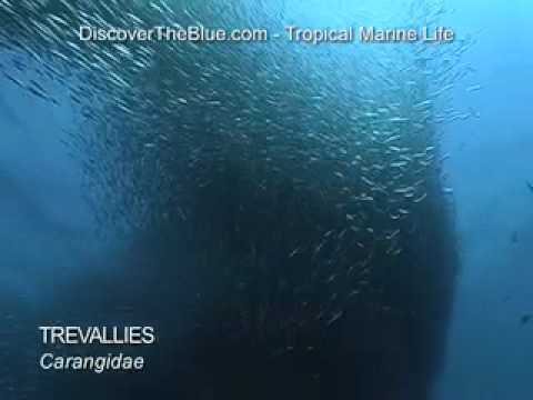 Trevallies, Trevally, Jacks, Mackrels I Huge School of Fish I Tropical Marine Life DVD