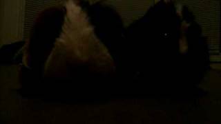 Last Christmas (Guinea Pigs)