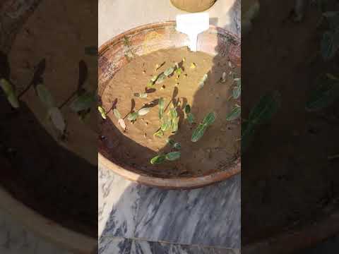 how to grow cucumbers part 2