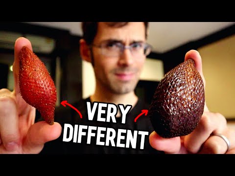 SNAKE FRUIT - Thai VS Indonesian
