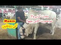 Mandi Ki Ronaqain. Most Loving Gulabi Bull. Bakra Eid Season 2024.