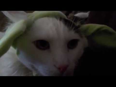 in a far far place lived a creatcher