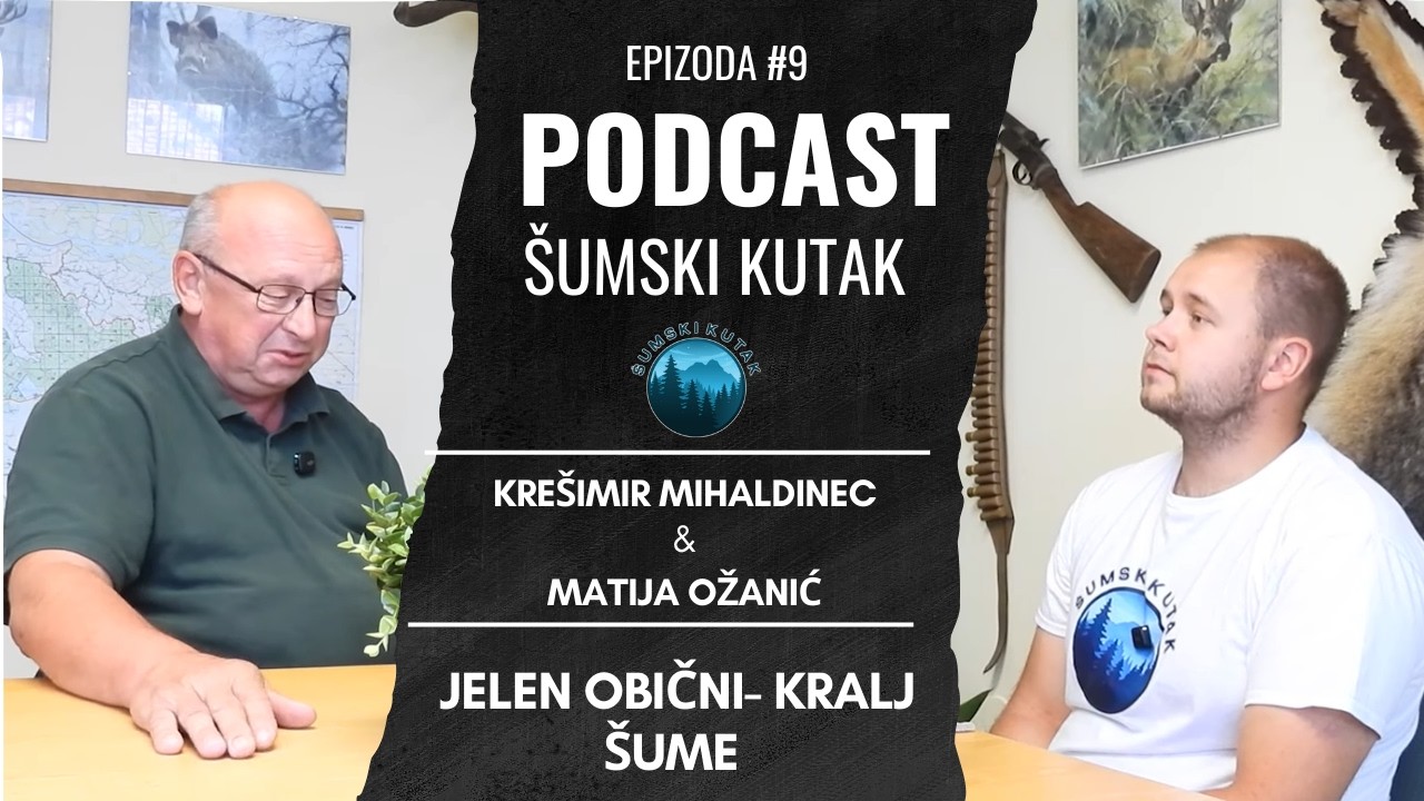 Podcast Šumski kutak---- Jelen obični- Kralj Šume (Krešimir Mihaldinec)
